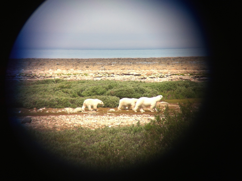 First Polar Bears of my life in Canada. A mother and her two cubs.